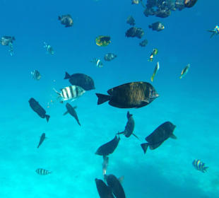 Hausriff - iPhone 5 im DiCAPac Plastik Case