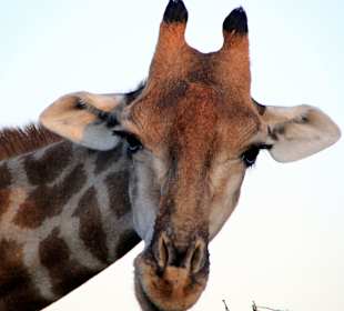 Giraffe