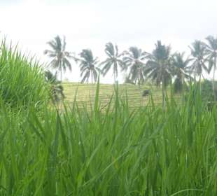 Reisfelder
