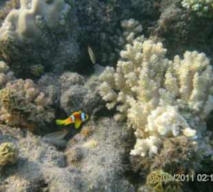 Clownfisch im Korallenriff vor dem Hotel Grand Seas Hostmark