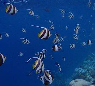 Schnorcheln Hausriff