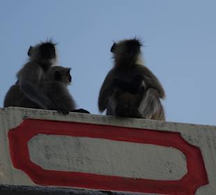 Aufpassen, diese Tiere sind verdammt schnell