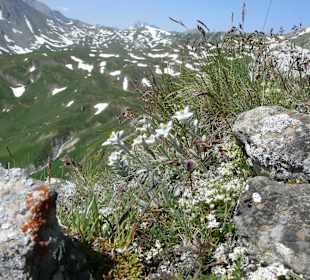 Edelweiss  in Samnaun