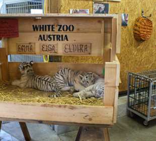 Kameltheater & Weißer Hof