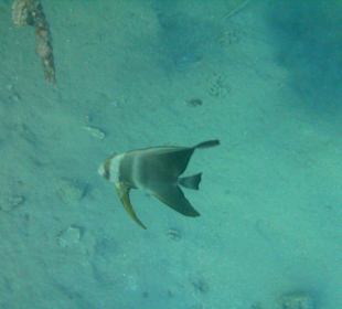 Viele schöne Fische