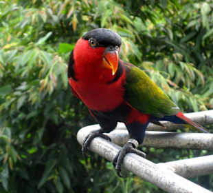 Jurong Bird Park 04