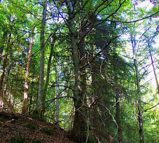 Wanderung zum Signalstein Fränk.Schweiz