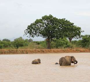 Nationalpark Uda Walawe