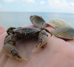 На ладошке чудо