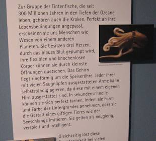 Ausstellung für Kinder