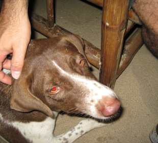 Restaurant Kuschelhund