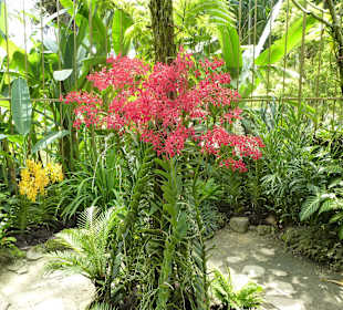 Im Garten der Orchideen