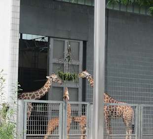 Impressionen aus dem Zoo Karlsruhe