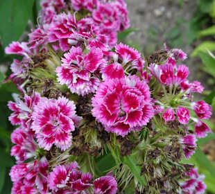 Impressionen aus dem Garten des Bauernmuseums