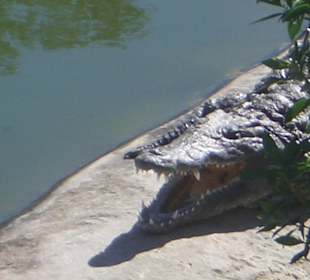 Krokodil schnappt nach Luft