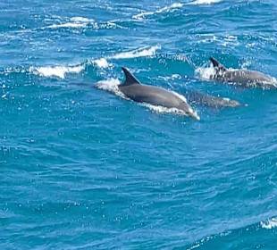 Delfinausflug mit Mo
