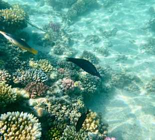 Schnorcheln Marsa Alam