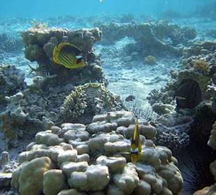 Wunderschönes Innenriff