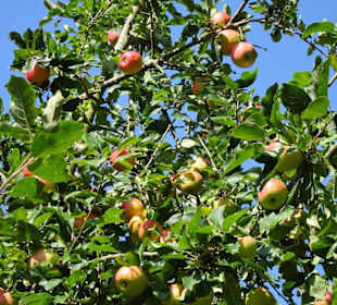 In der Streuobstwiese des Arboretum Wildeshausen
