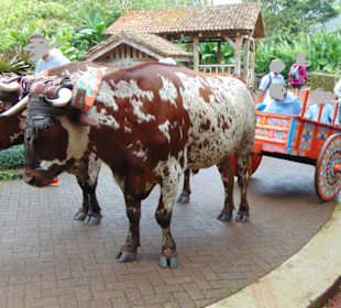 La Paz Waterfall Gardens