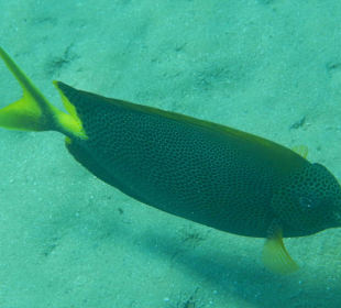 Hotel Fort Arabesque