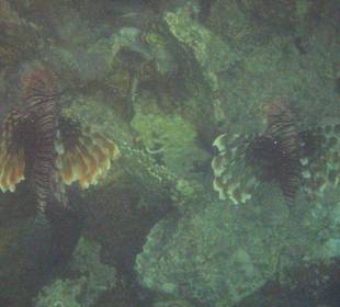 Coraya Bay, Feuerfisch