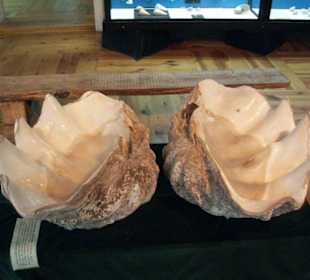 Ekspozycje w muzeum przyrodniczym