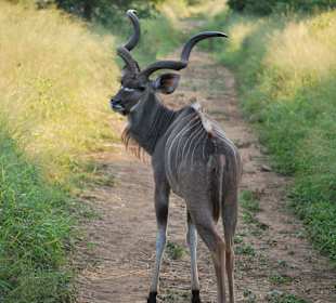 Kudu im River Lodge NP