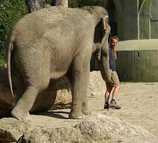 Das der auch immer am Rüssel zieht