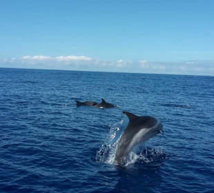 Delphin