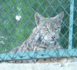 Großkatze