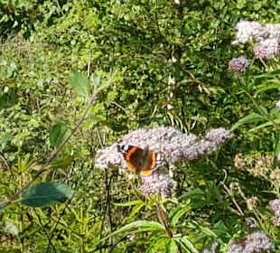Wandern Schmallenberg