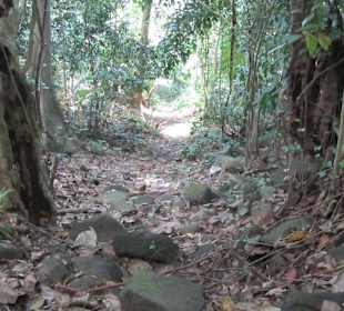  Jungle Near Beach