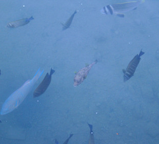 Unterwasserwelt in der Lagune