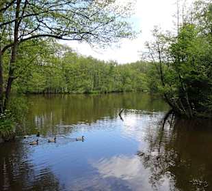Blick auf den Mühlenteich
