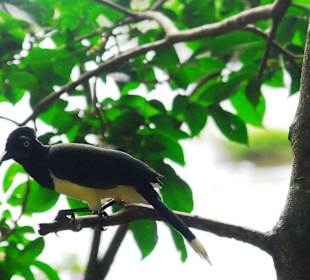 Argent. Nationalpark Iguazu 