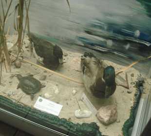 Muzeum figur zwierząt 