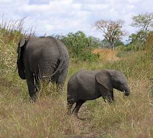 Elefant mit Nachwuchs