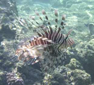 Schnorcheln Marsa Alam