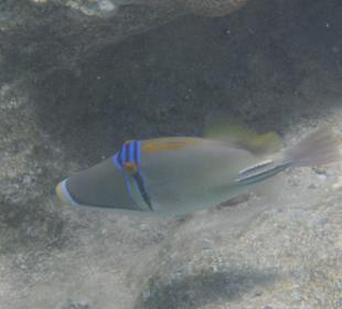 Arabischer Picassodrücker