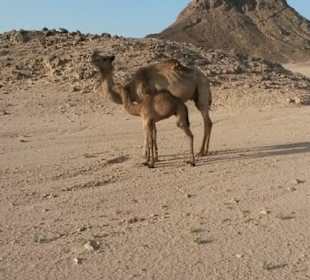 Private Jeep Safari mit Your Private TOURS EGYPT