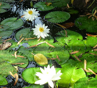 Gartenanlage Senegambia Hotel