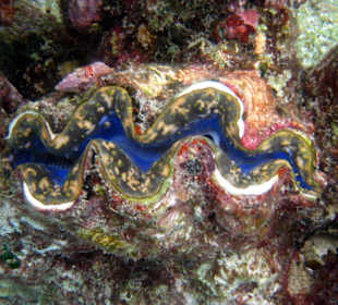 Große Rießenmuschel