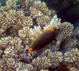 Fische und Korallen en Masse