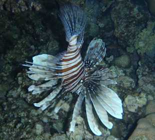 Rotfeuerfisch am Hausriff