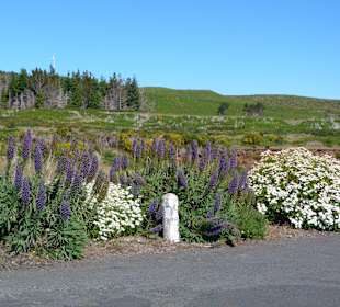 Blühende Hochebene im Sommer