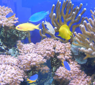 Aquarium Cala Gonone