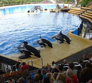 Orka Show im Loro Parque