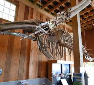 Museum Whale Interpretive Centre Telegraph Cove
