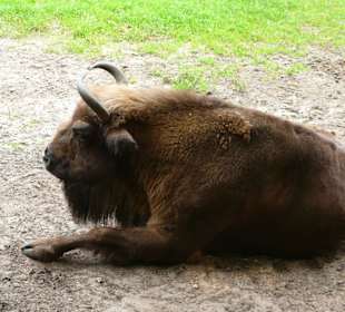 Wisent